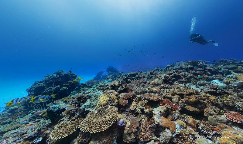 Подводный риф, Мальдивы