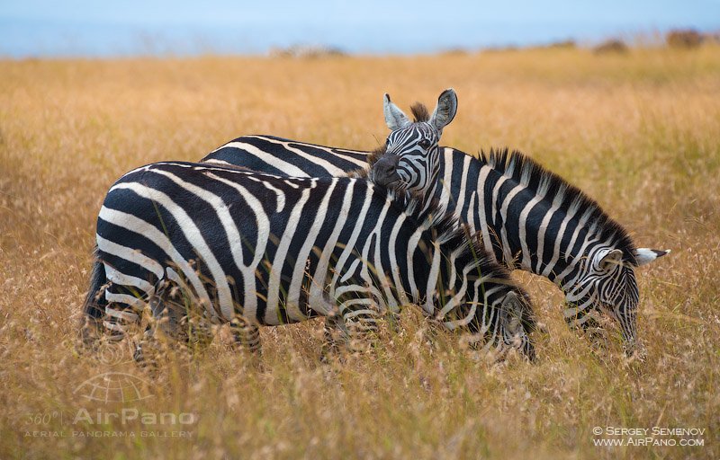 Zebra