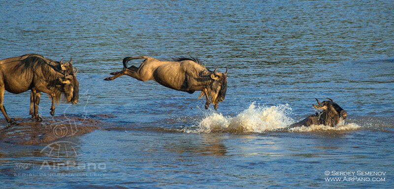 Antelope crossing