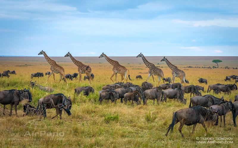 Жирафы и антилопы Гну