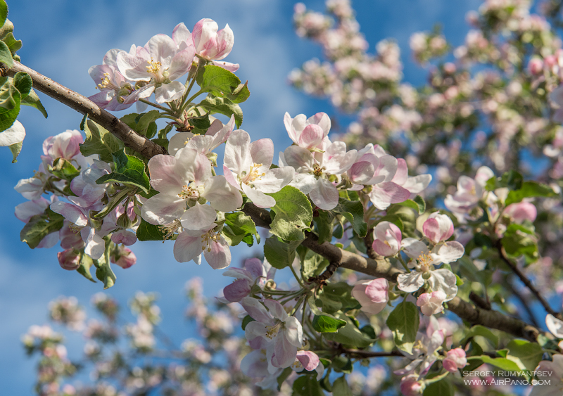 Blooming apple orchards. Moscow, Kolomenskoye