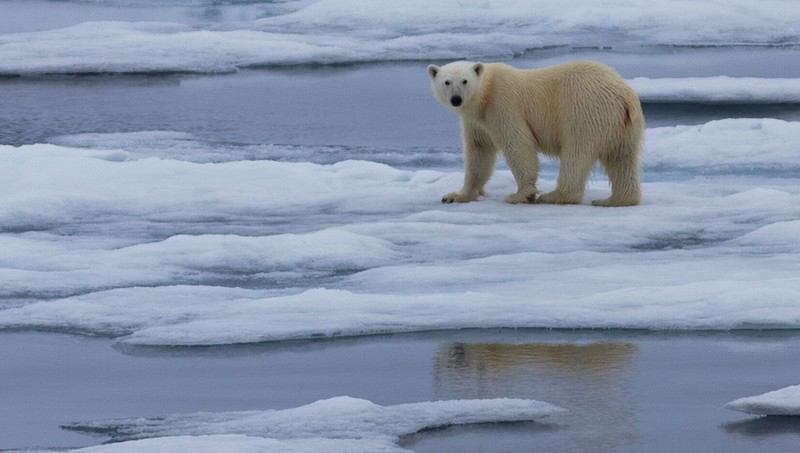 Polar bear