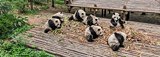 Заповедник изучения и разведения больших панд в Чэнду, Китай