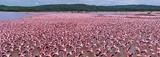 Фламинго, Кения, озеро Богория