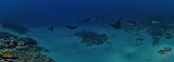 Подводный мир Мальдив. Скаты