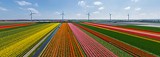 Голландия — страна тюльпанов