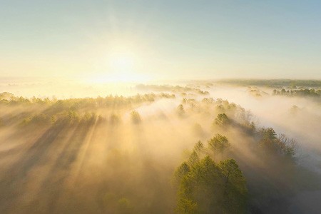 Брянский лес туманным утром. Россия