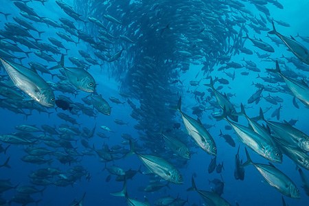 Among thousand fishes. Diving with Caranx