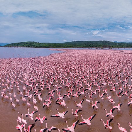 Фламинго, Кения, озеро Богория