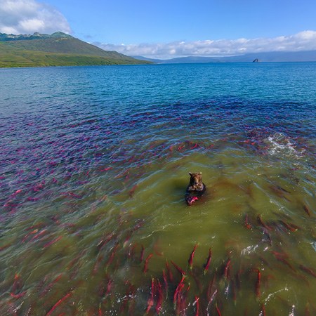 The Land of Bears, Kurile Lake, Kamchatka, Russia