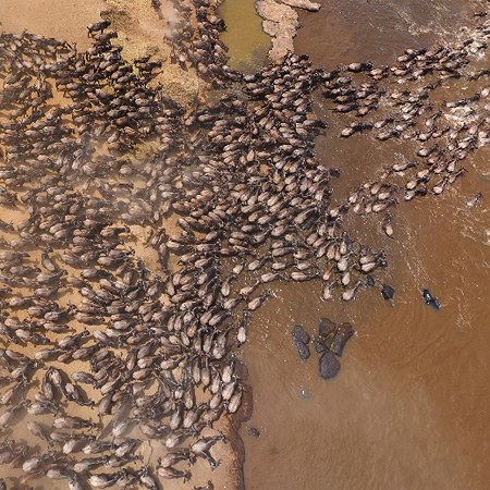 Великая миграция животных, Кения