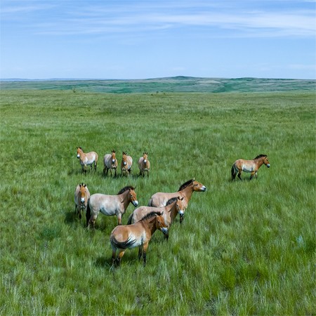 Orenburg Nature Reserve. Pre-Ural Steppe