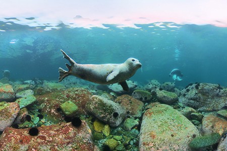 Дайвинг с ларгой. Японское море, Россия