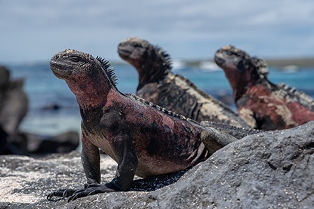 Animals of Galápagos archipelago, Ecuador