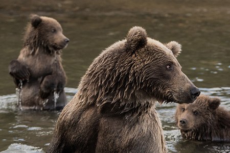 Bears of Kamchatka. Kambalnaya River