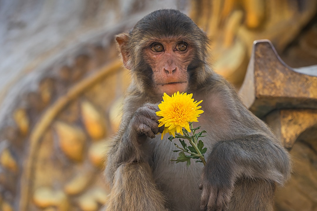 Swayambhunath, the Monkey Temple, Kathmandu, Nepal.