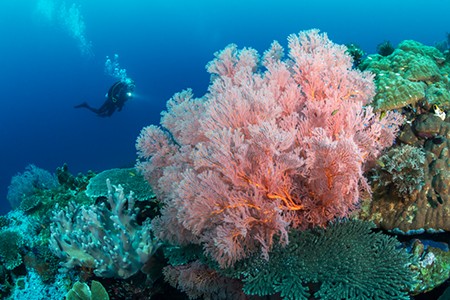 Мир кораллов. Подводное видео