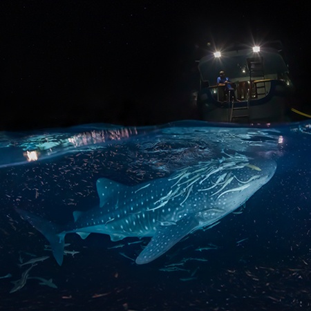 Китовая акула. Сплит-панорама. Мальдивы
