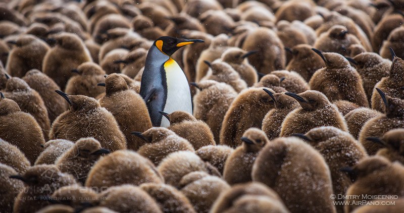 Королевские пингвины