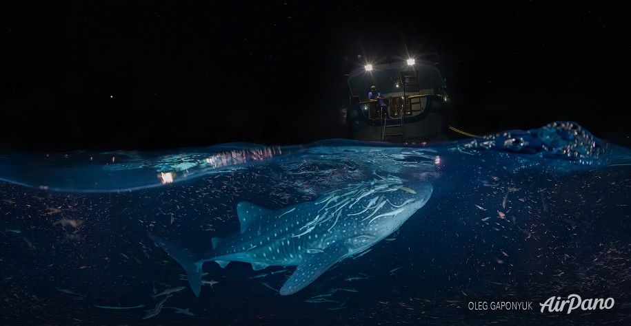 Китовая акула ночью. Мальдивы 