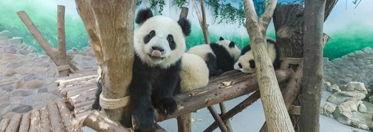 Заповедник изучения и разведения больших панд в Чэнду, Китай