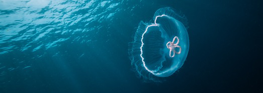 Дайвинг с медузой