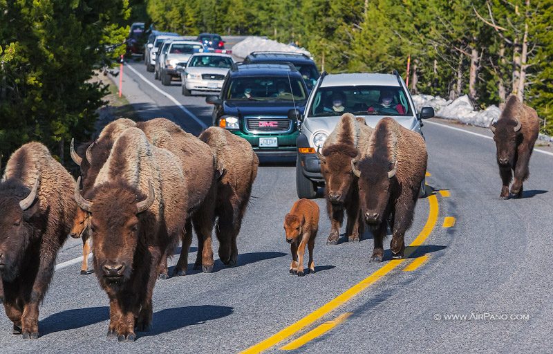 Yellowstone National Park, USA