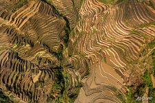 Рисовые поля у деревни Дапу