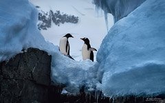 Пингвины среди льдов Антарктиды