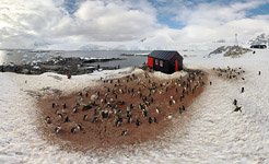 Пингвины в порту Локрой