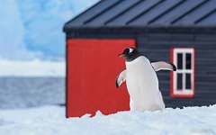 Penguin at the Port Lockroy