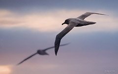 Альбатрос в небе над Антарктидой Альбатрос в небе над Антарктидой