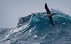 Альбатрос и волны Южного океана
