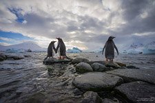 Пингвины в Антарктиде №2