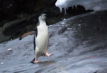 Пингвины в Антарктиде №42