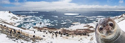 Антарктический фотобомбинг Антарктический фотобомбинг