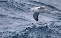 Альбатрос и Южный океан