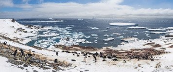 Крупная колония пингвинов Крупная колония пингвинов