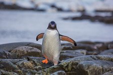 Пингвины в Антарктиде №19