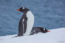 Пингвины в Антарктиде №25