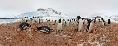Пингвины в Антарктиде №55