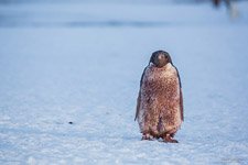 Чумазый пингвин