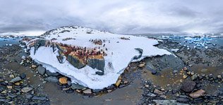 Пингвины в Антарктиде №51
