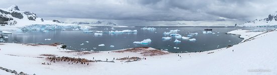 Пингвины в Антарктиде №52