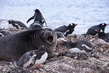 Пингвины в Антарктиде №44