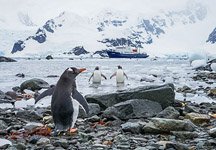 Пингвины в Антарктиде №5