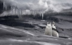 A couple of chinstrap penguins during a snowfall