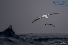 Птицы Антарктиды