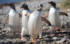 Пингвины в Антарктиде №56