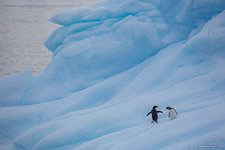 Пингвины в Антарктиде №11